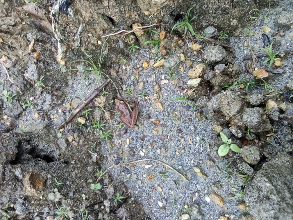 Amphibians