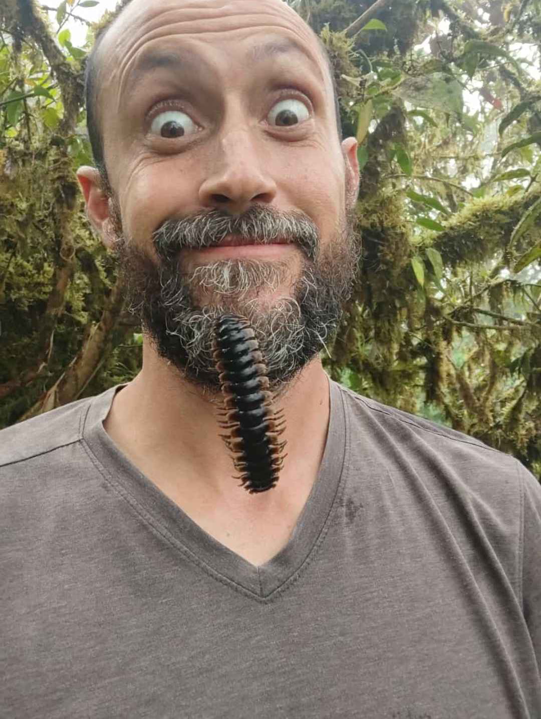 Anthropods