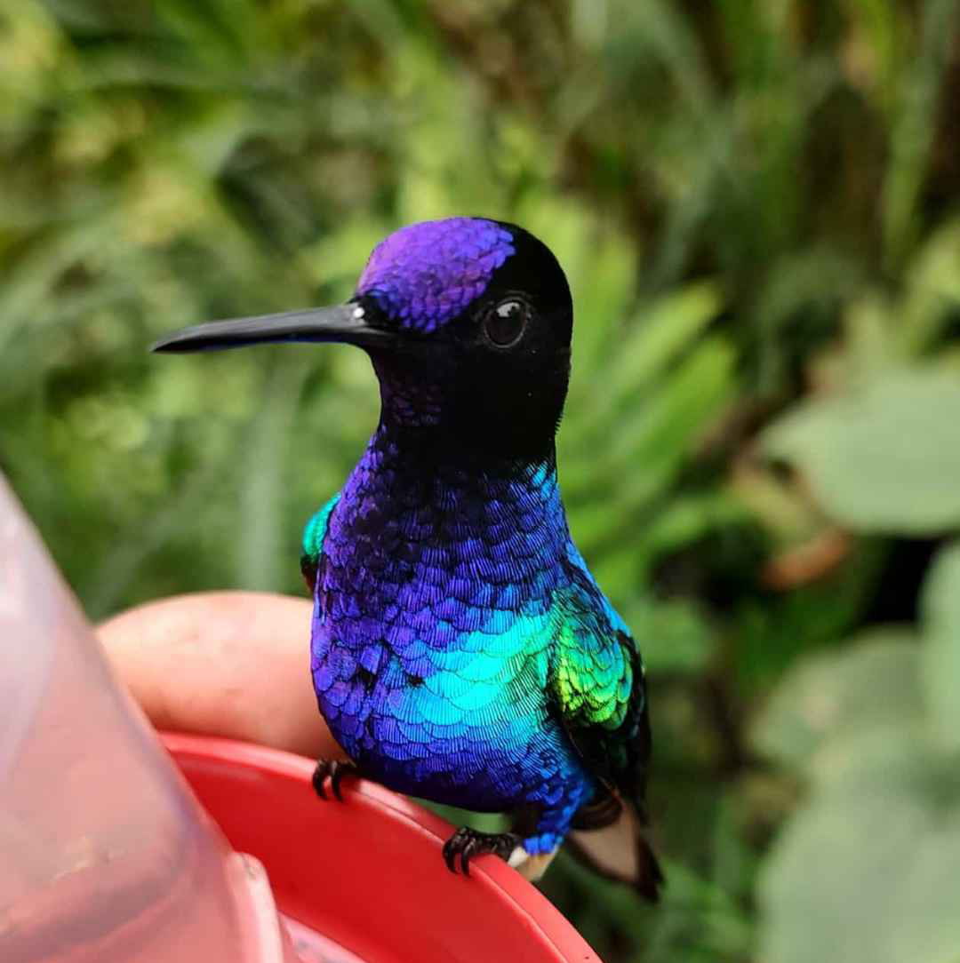 Birds