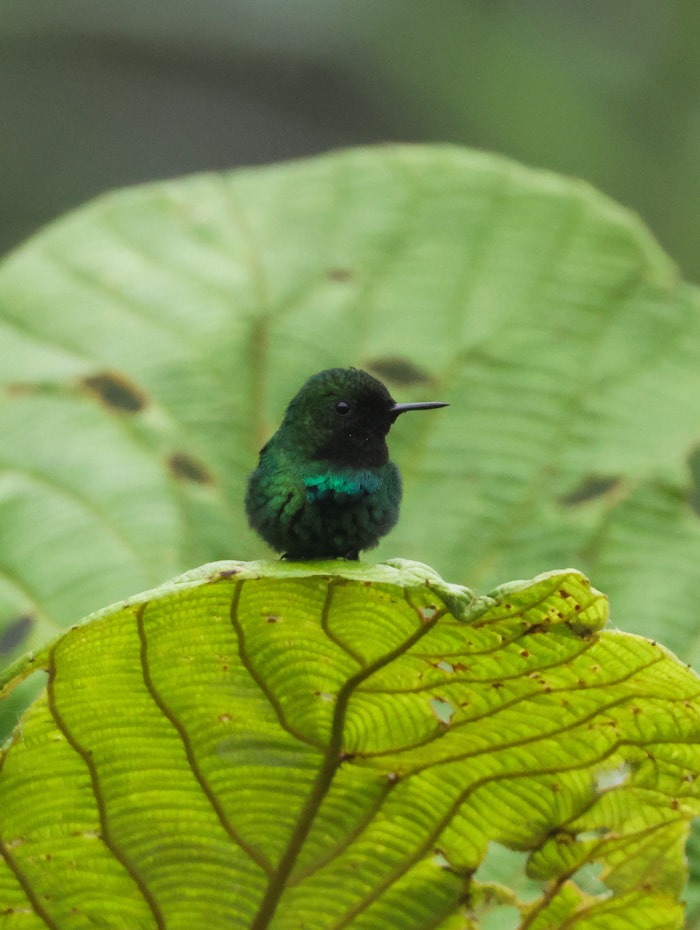 Birds