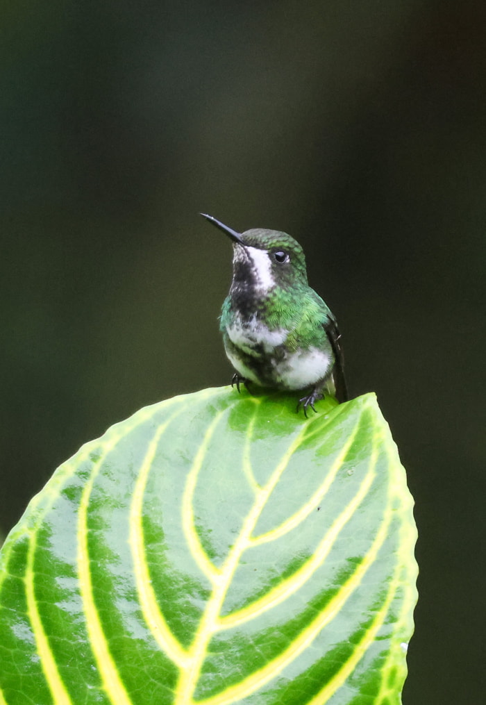 Birds