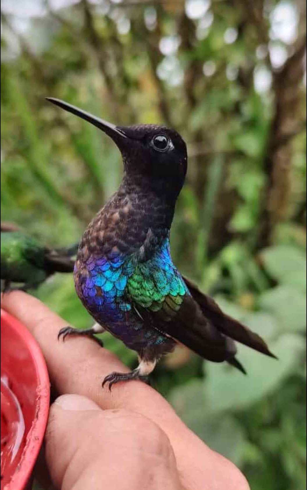 Birds