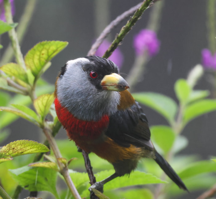 Birds