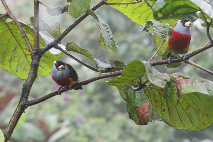 Birds
