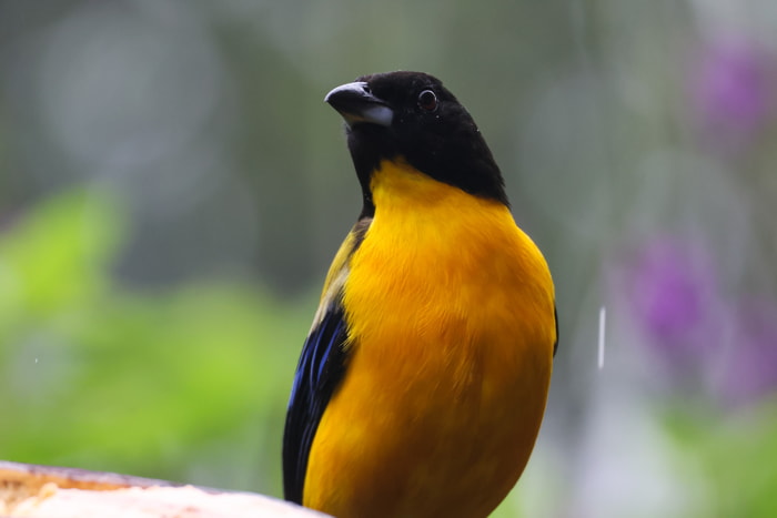 Birds