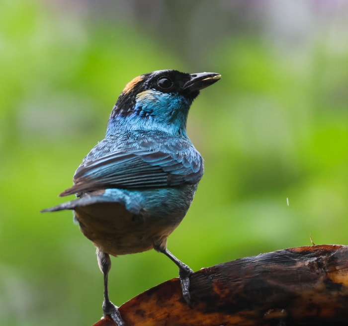 Birds