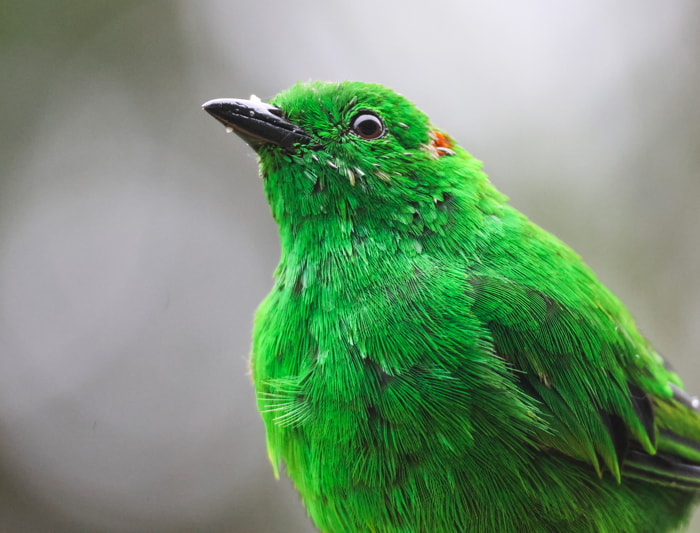Birds