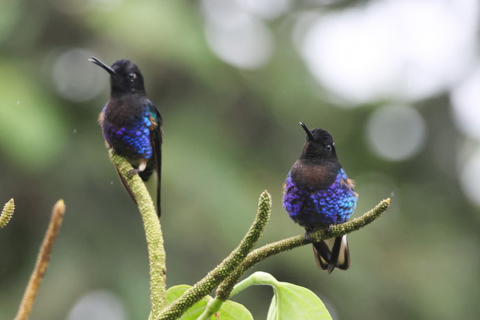 Birds