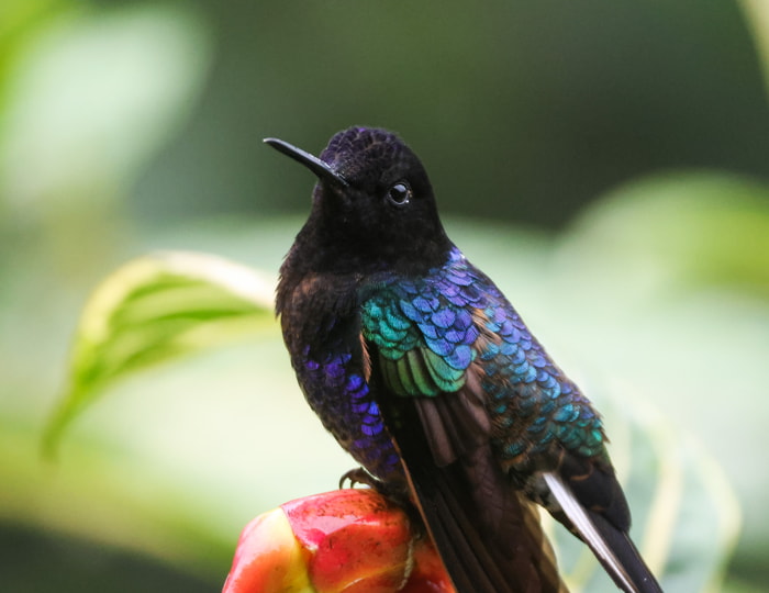 Birds