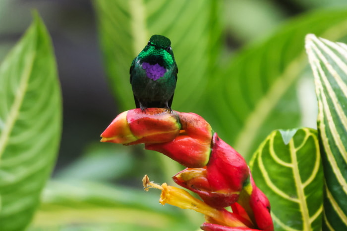 Birds