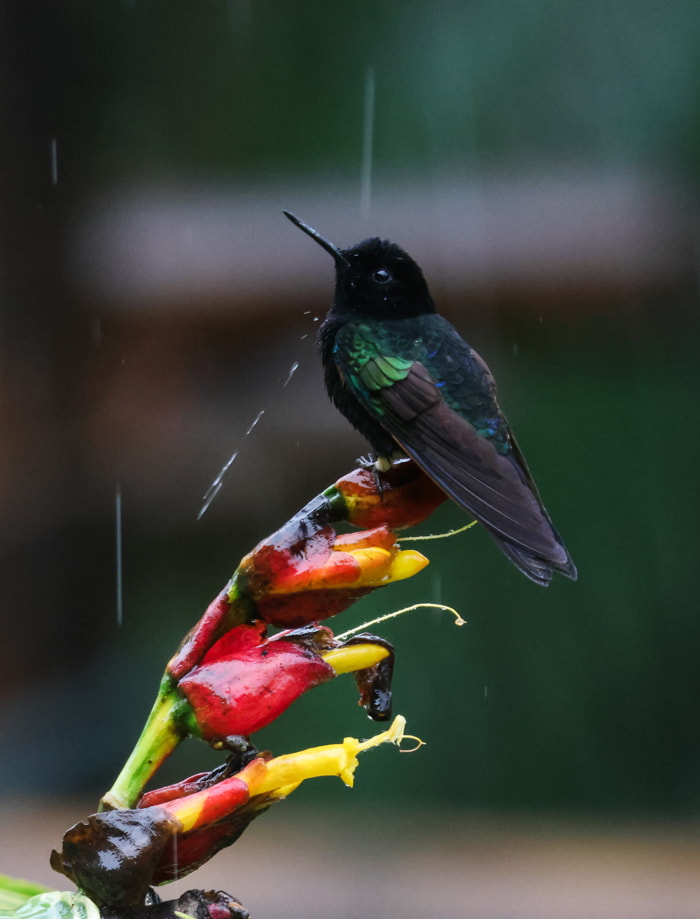 Birds