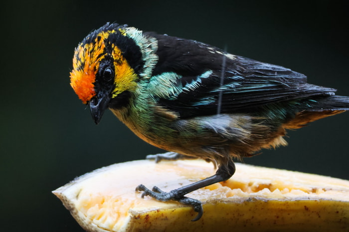 Birds
