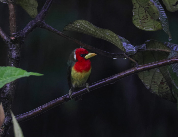 Birds