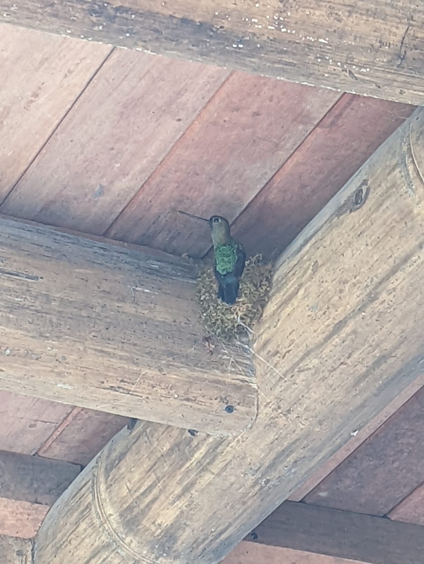 Birds