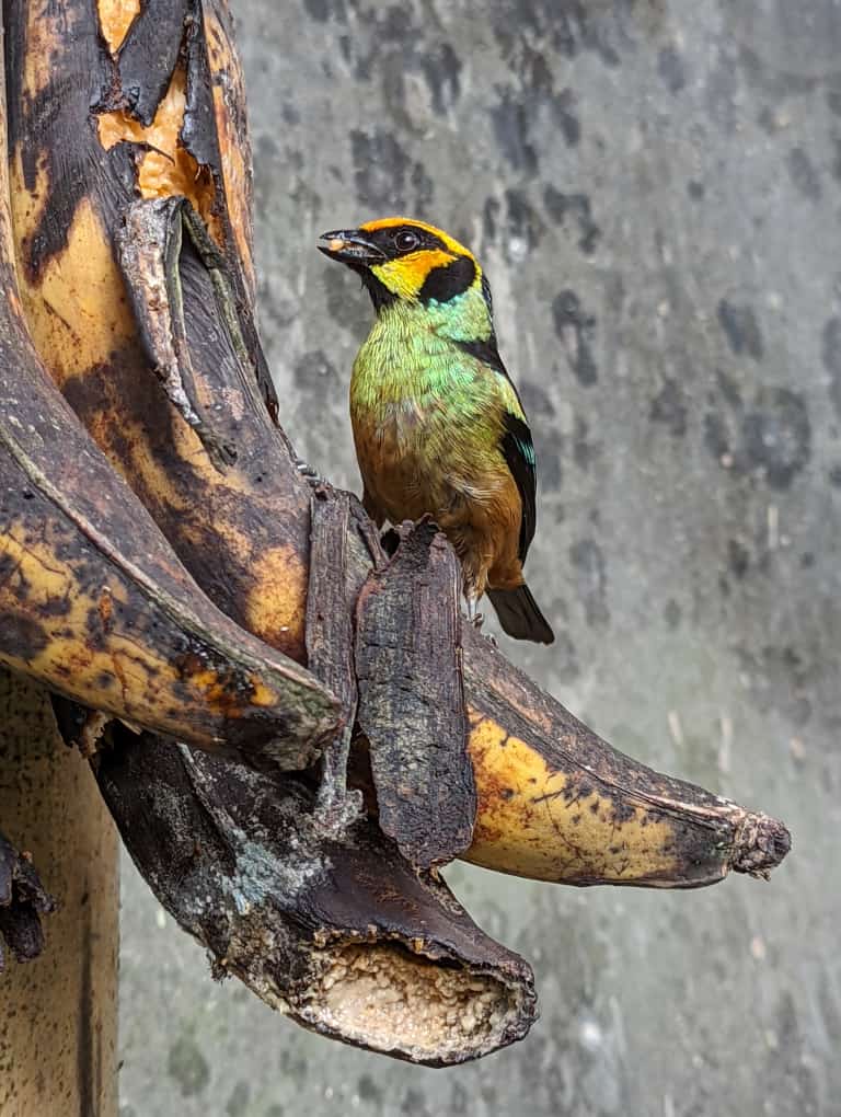 Birds