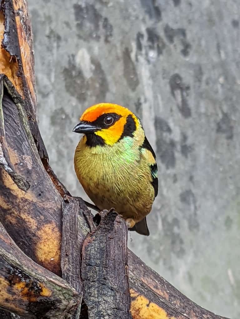 Birds
