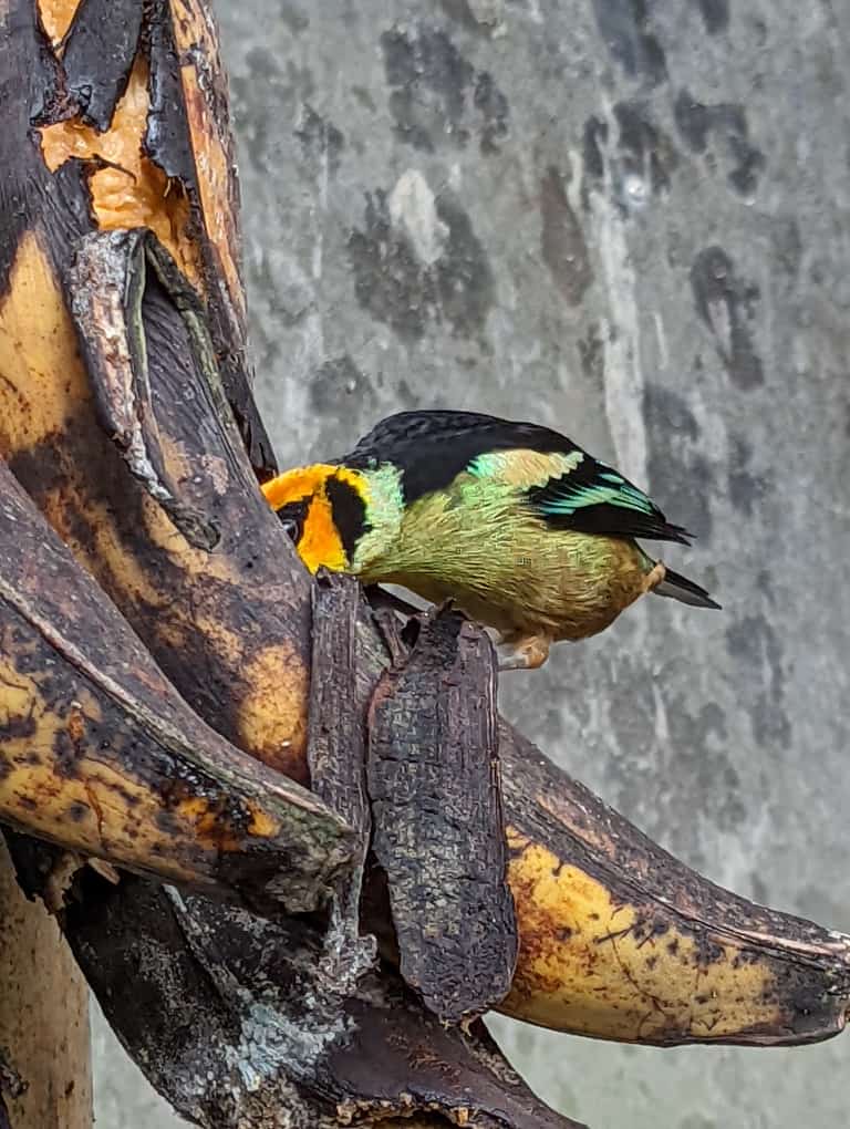 Birds