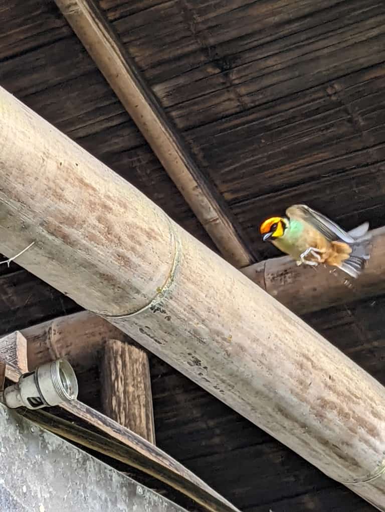 Birds