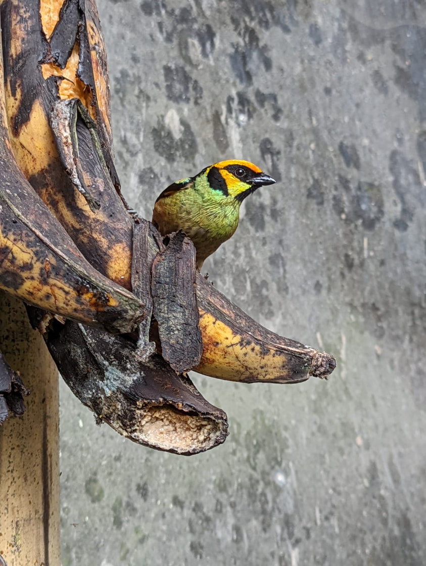 Birds