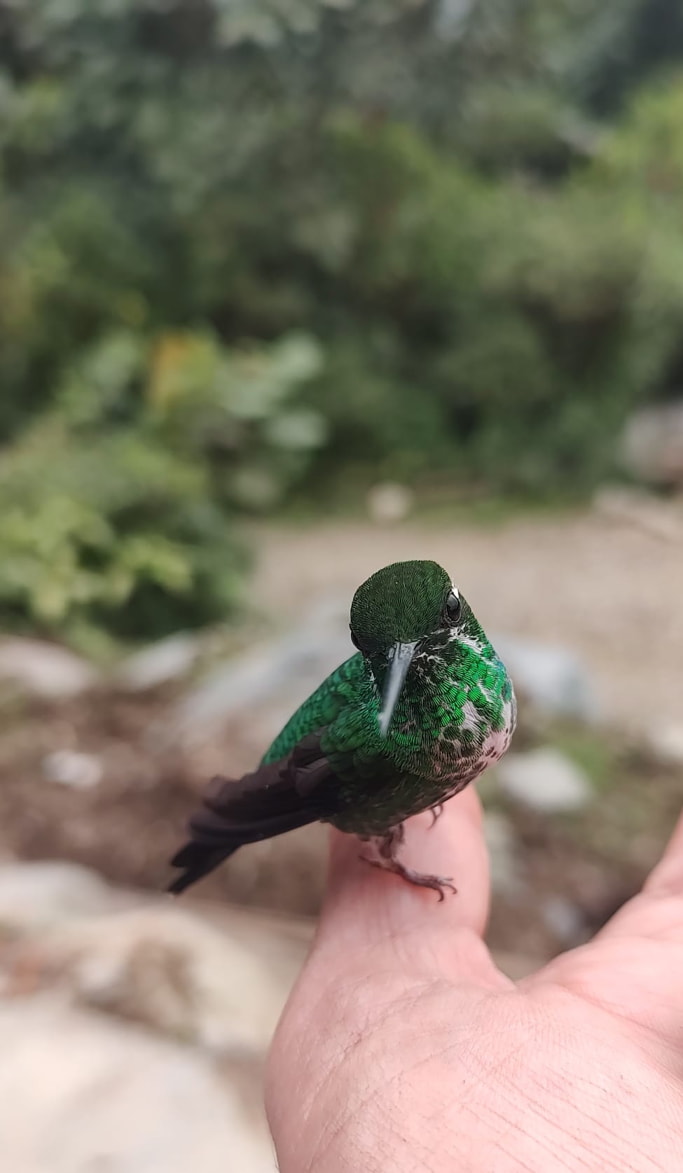 Birds