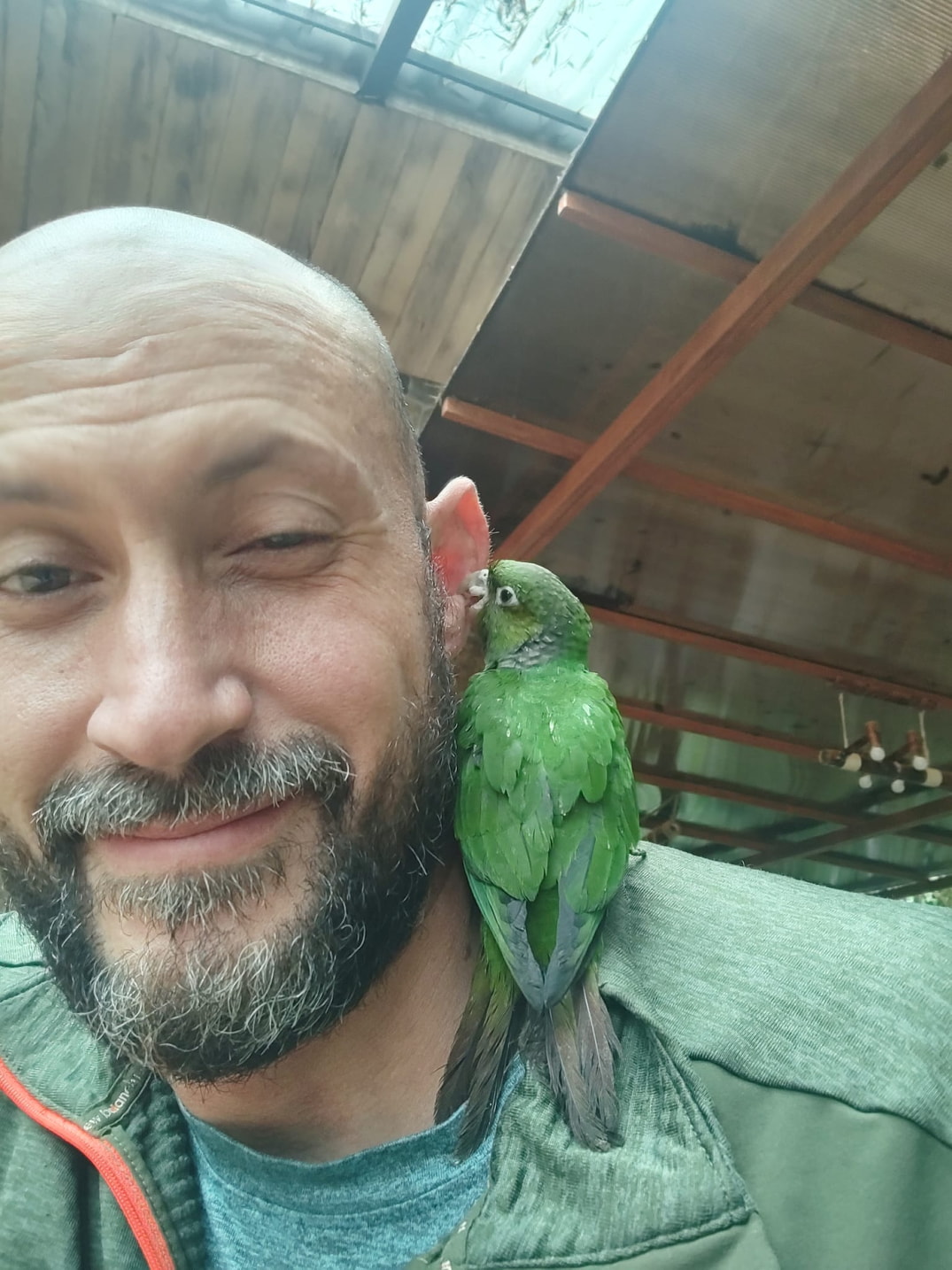 Birds