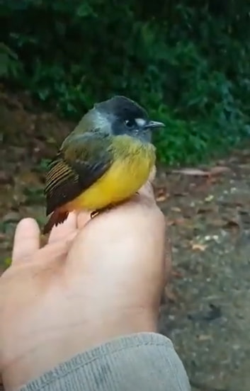 Birds