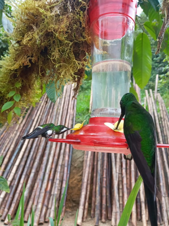 Birds