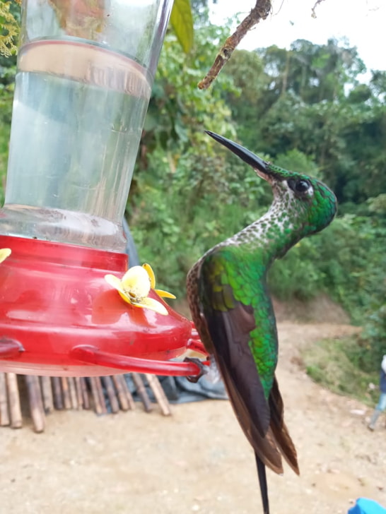 Birds