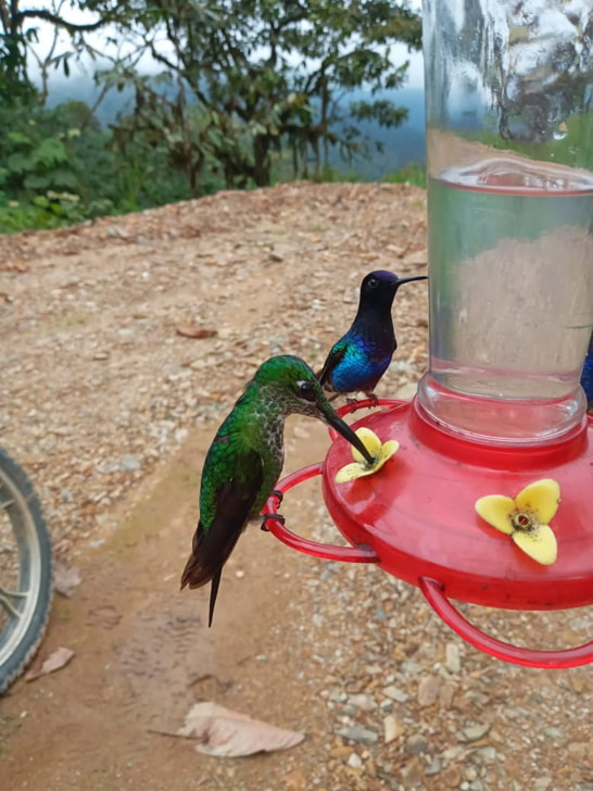 Birds