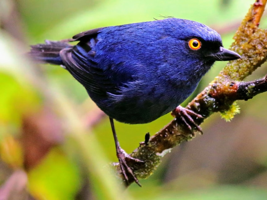 Birds