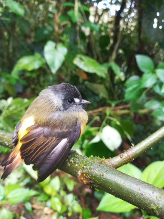Birds