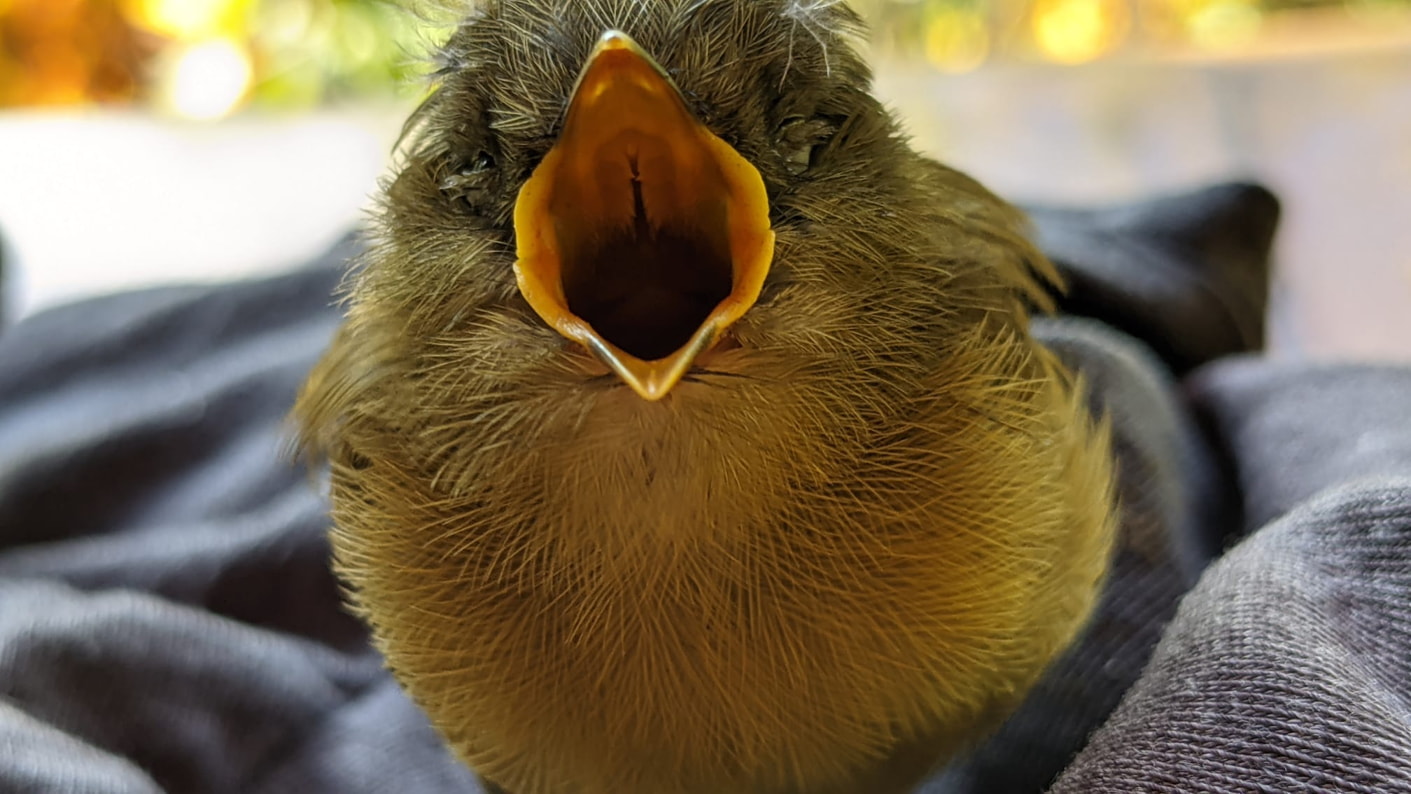 Birds