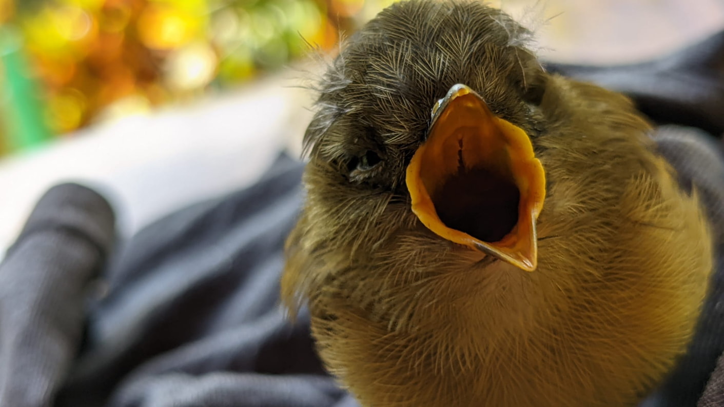 Birds