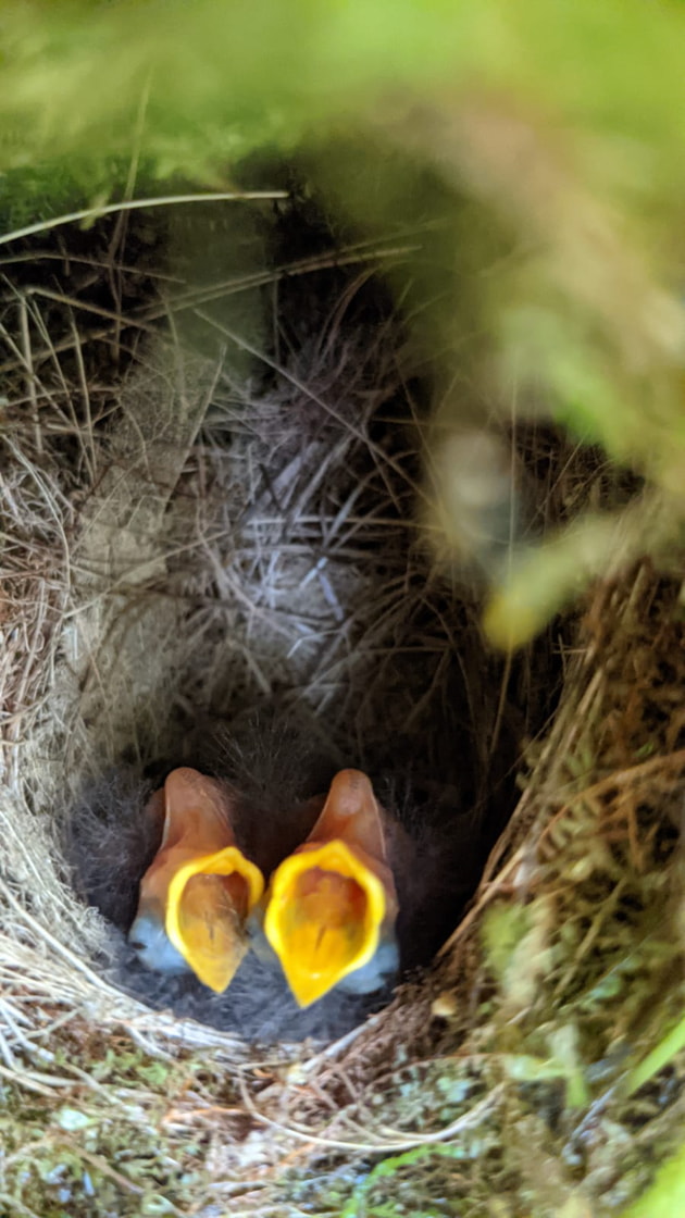 Birds