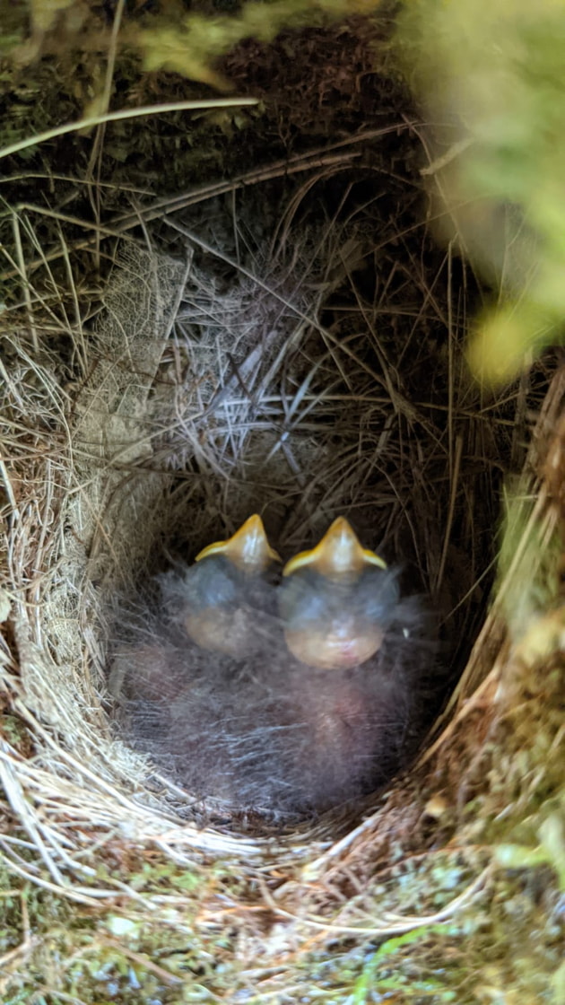 Birds