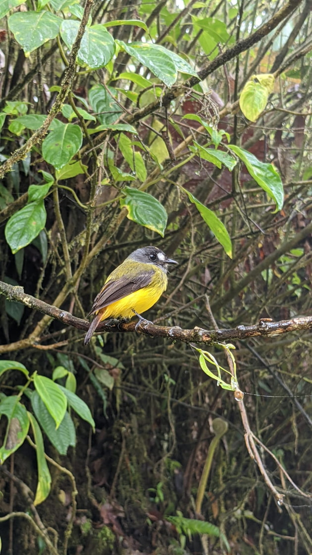 Birds