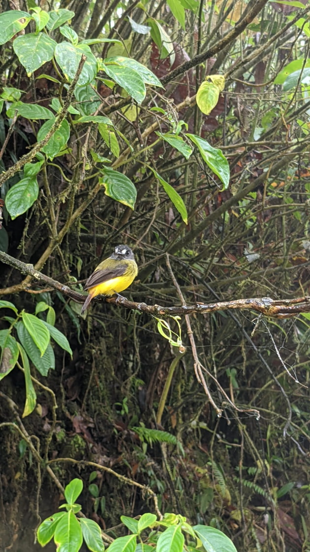 Birds