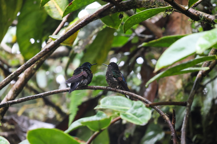 Birds