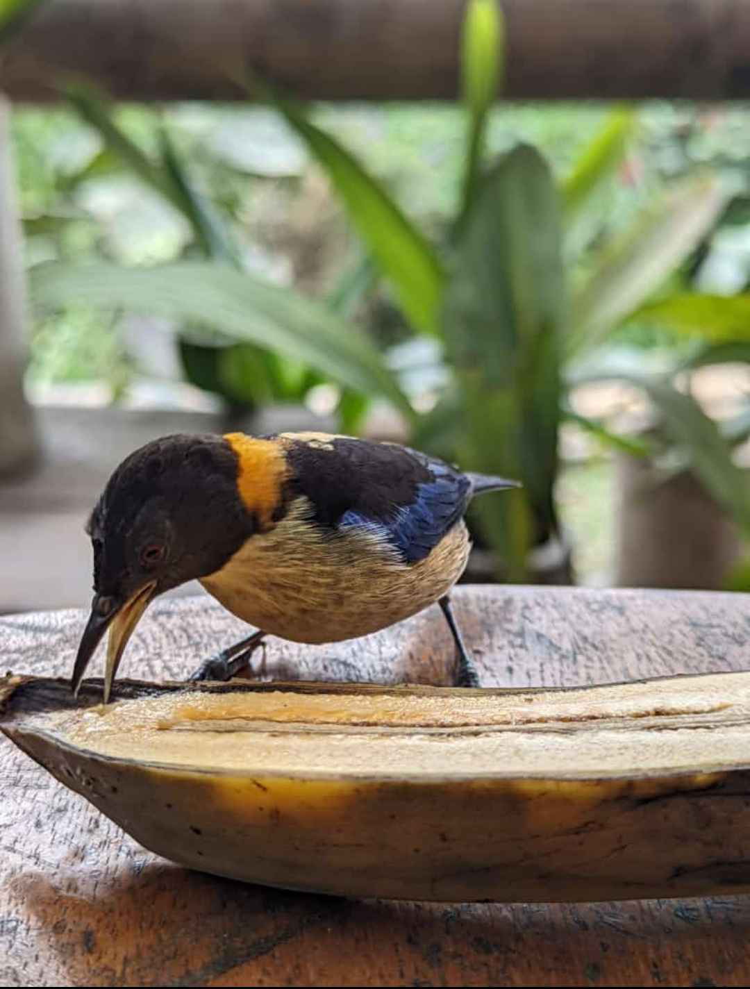 Birds