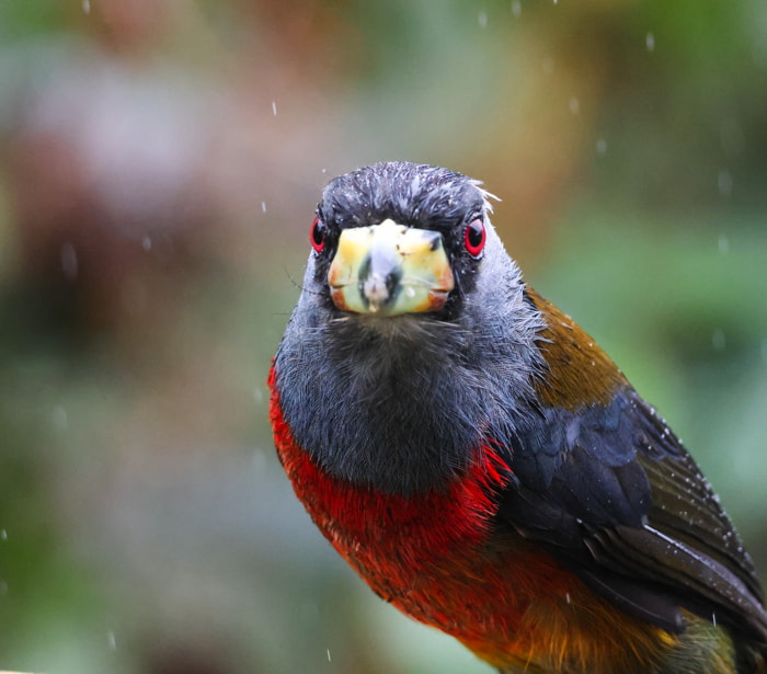 Birds