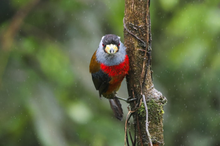 Birds