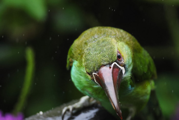 Birds