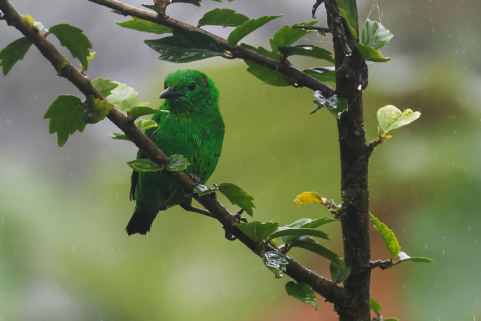 Birds