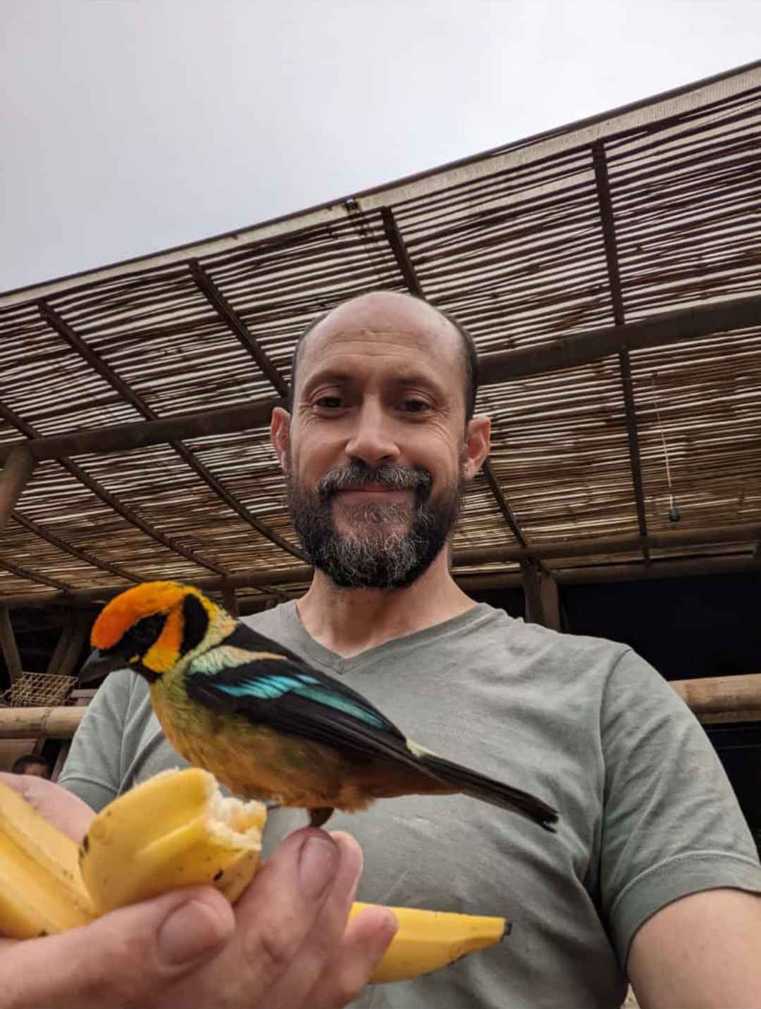 Birds