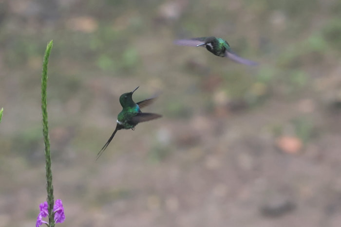Birds