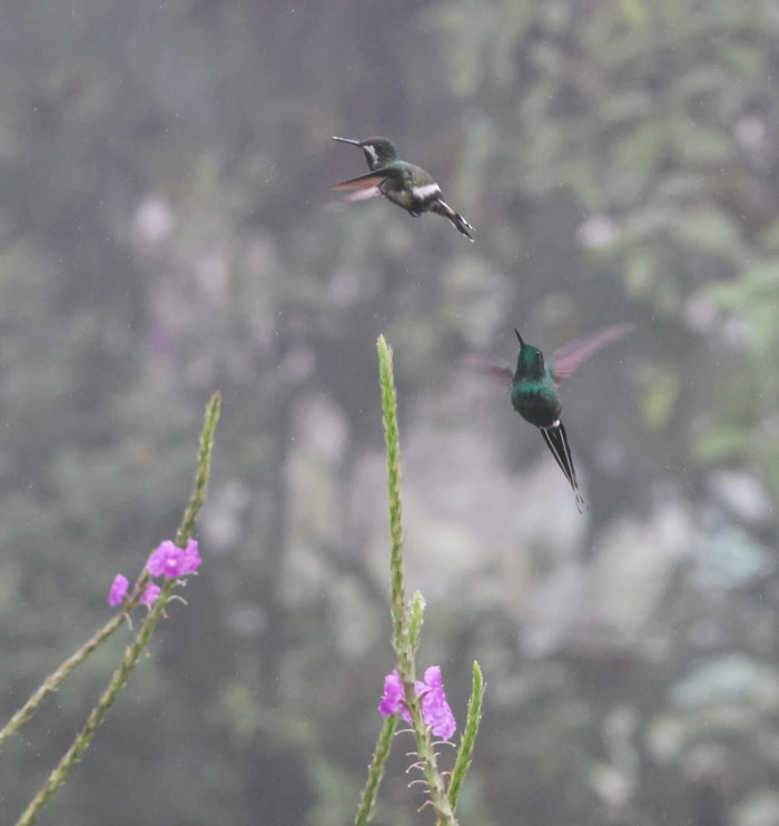 Birds