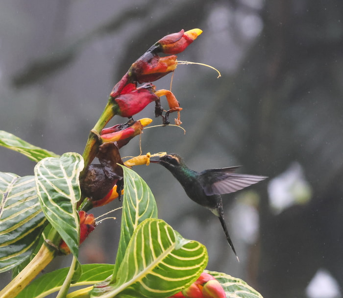 Birds