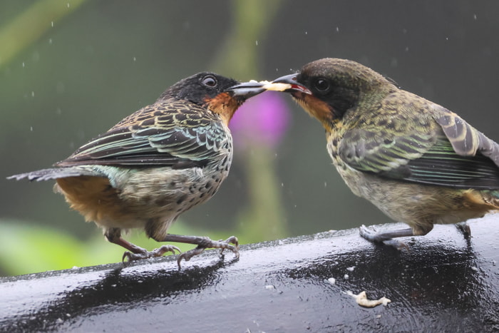 Birds