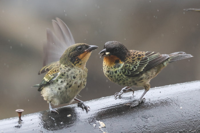 Birds