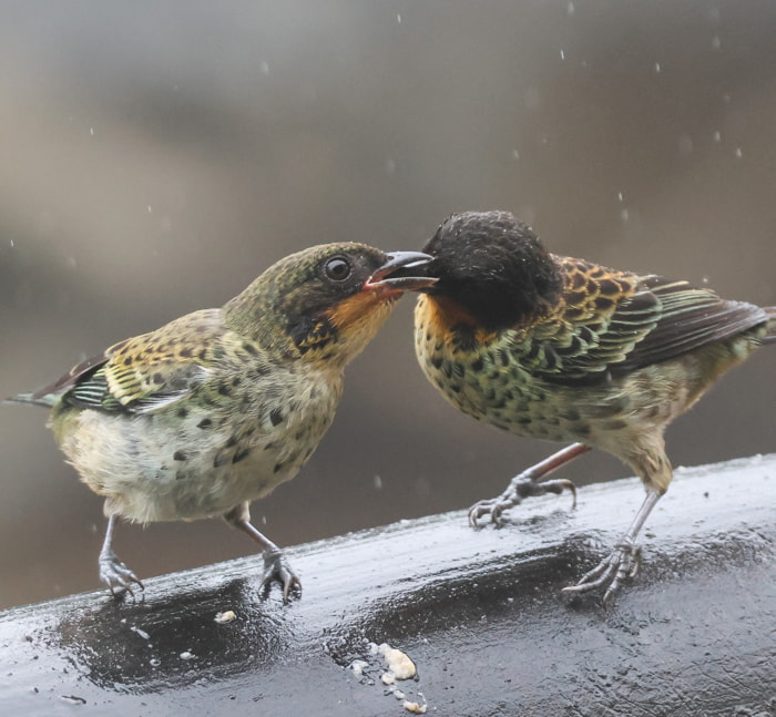 Birds